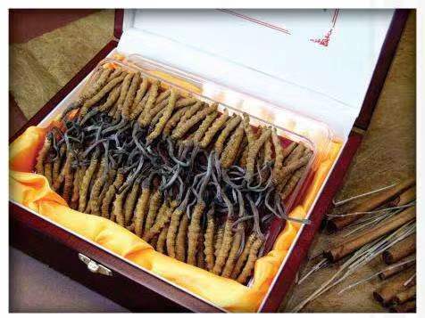 渑池冬虫夏草回收